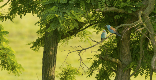 Mandelík hajní  (Coracias garrulus)  A42I2474ok