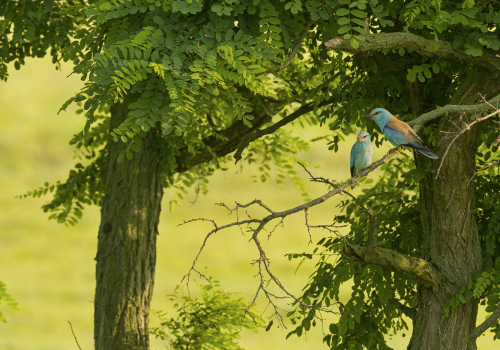 Mandelík hajní  (Coracias garrulus)  A42I2474ok