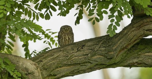 Sýček obecný  (Athene noctua)  A42I2479ok