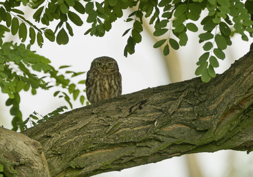 Sýček obecný  (Athene noctua)  A42I2479ok