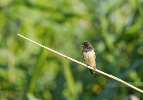 Vlaštovka obecná  (Hirundo rustica Linné, 1758)  A42I2507ok