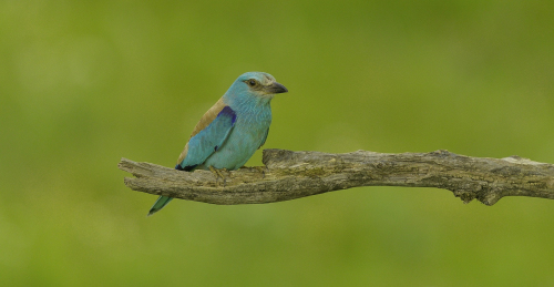 Mandelík hajní  (Coracias garrulus)  A42I2523ok