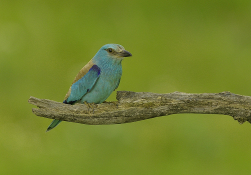 Mandelík hajní  (Coracias garrulus)  A42I2523ok