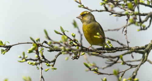 Zvonek zelený  (Chloris chloris) A42I2538ok