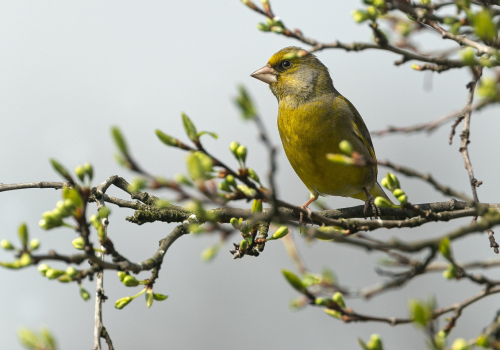 Zvonek zelený  (Chloris chloris) A42I2538ok