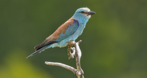 Mandelík hajní  (Coracias garrulus)  A42I2539ok
