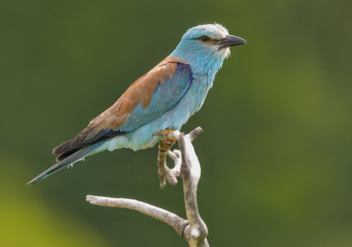 Mandelík hajní  (Coracias garrulus)  A42I2539ok