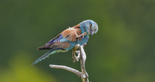 Mandelík hajní  (Coracias garrulus)  A42I2560ok