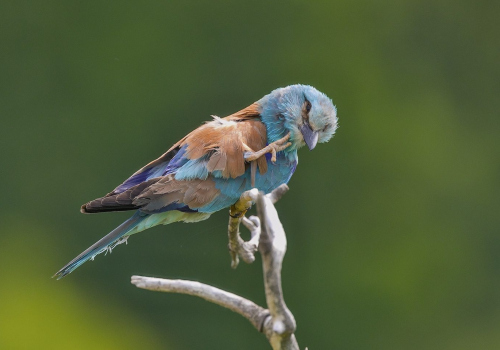 Mandelík hajní  (Coracias garrulus)  A42I2560ok