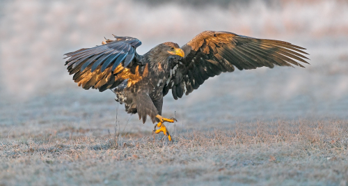 Orel mořský  (Haliaeetus albicilla)  A42I2587ok
