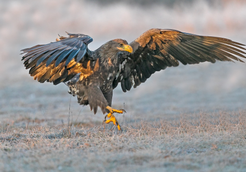 Orel mořský  (Haliaeetus albicilla)  A42I2587ok