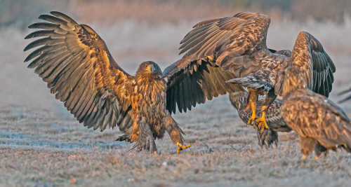 Orel mořský  (Haliaeetus albicilla)  A42I2615ok