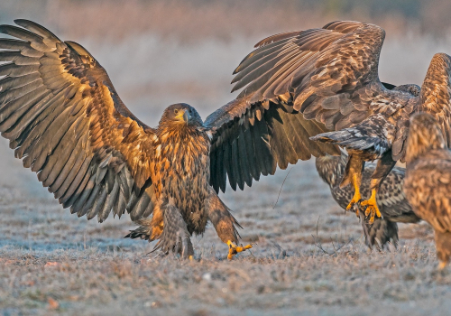 Orel mořský  (Haliaeetus albicilla)  A42I2615ok