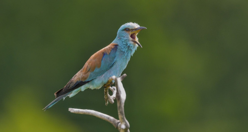 Mandelík hajní  (Coracias garrulus)  A42I2629ok