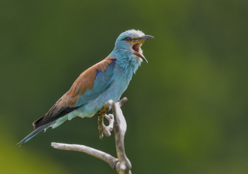 Mandelík hajní  (Coracias garrulus)  A42I2629ok