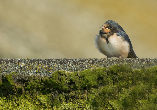 Vlaštovka obecná  (Hirundo rustica Linné, 1758)  A42I2639ok