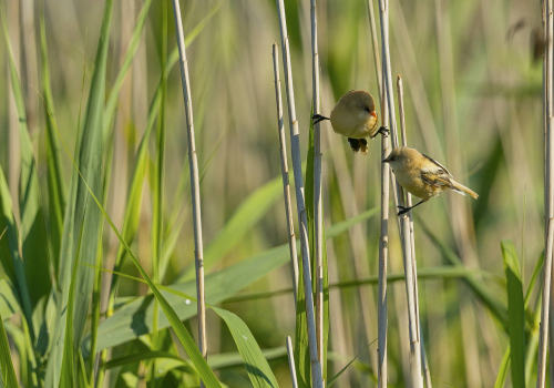 Sýkořice vousatá  (Panurus biarmicus)  A42I2758ok
