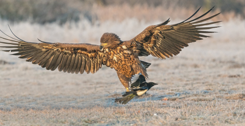 Orel mořský  (Haliaeetus albicilla)  A42I2769ok