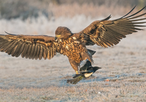 Orel mořský  (Haliaeetus albicilla)  A42I2769ok