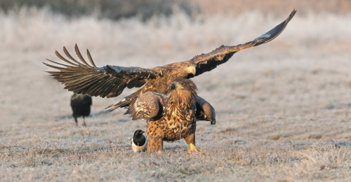 Orel mořský  (Haliaeetus albicilla)  A42I2798ok