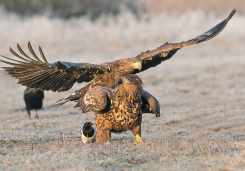 Orel mořský  (Haliaeetus albicilla)  A42I2798ok