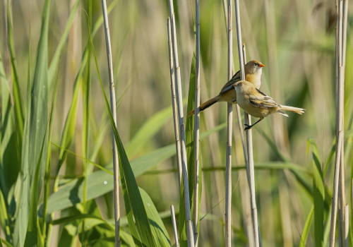 Sýkořice vousatá  (Panurus biarmicus)  A42I2802ok