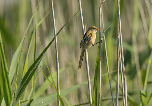 Sýkořice vousatá  (Panurus biarmicus)  A42I2827ok
