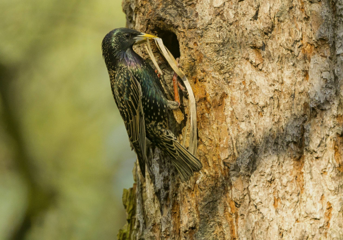 Špaček obecný  (Sturnus vulgaris)  A42I2840ok