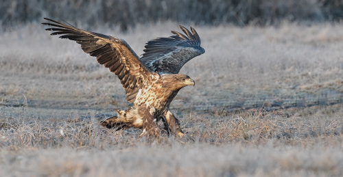 Orel mořský  (Haliaeetus albicilla)  A42I2854ok