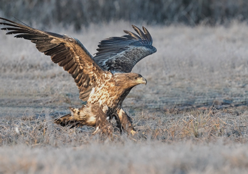 Orel mořský  (Haliaeetus albicilla)  A42I2854ok