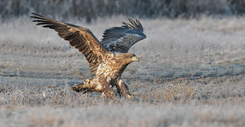 Orel mořský  (Haliaeetus albicilla)  A42I2854ok