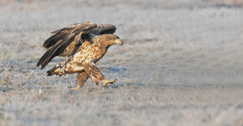 Orel mořský  (Haliaeetus albicilla)  A42I2858ok