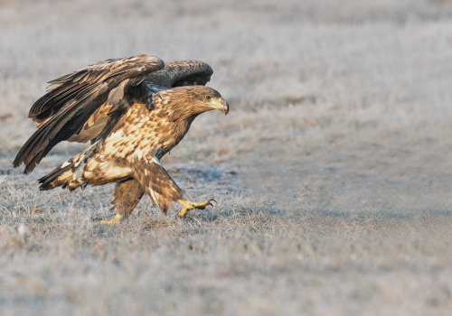 Orel mořský  (Haliaeetus albicilla)  A42I2858ok