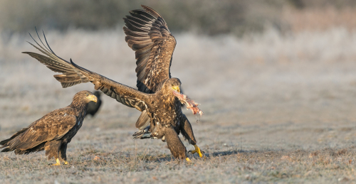 Orel mořský  (Haliaeetus albicilla)  A42I2997ok
