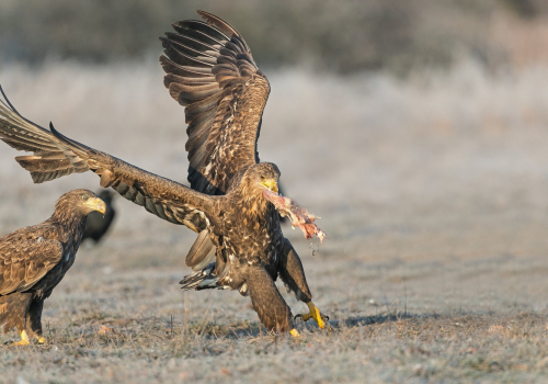 Orel mořský  (Haliaeetus albicilla)  A42I2997ok