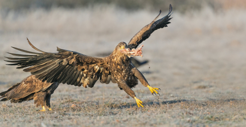 Orel mořský  (Haliaeetus albicilla)  A42I2998ok