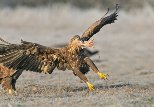 Orel mořský  (Haliaeetus albicilla)  A42I2998ok