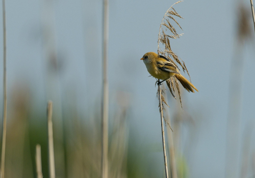 Sýkořice vousatá  (Panurus biarmicus)  A42I3006ok