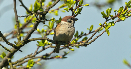 Vrabec polní  (Passer montanus)  A42I3097ok