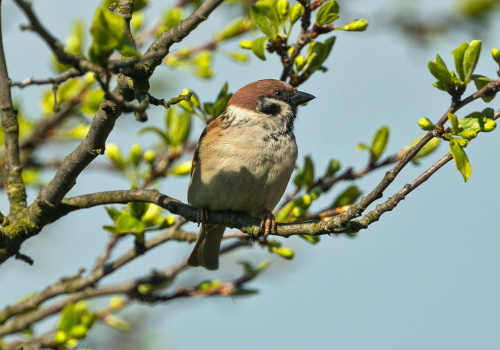Vrabec polní  (Passer montanus)  A42I3097ok