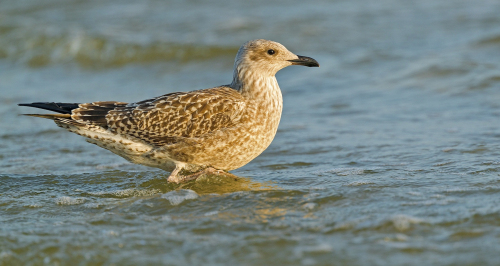 Racek stříbřitý  (Larus argentatus)  A42I3143ok