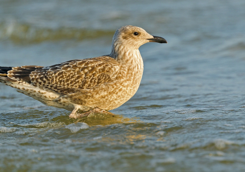 Racek stříbřitý  (Larus argentatus)  A42I3143ok