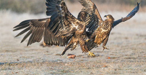 Orel mořský  (Haliaeetus albicilla)  A42I3169ok