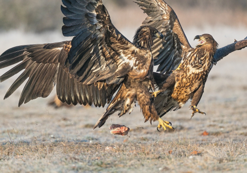 Orel mořský  (Haliaeetus albicilla)  A42I3169ok