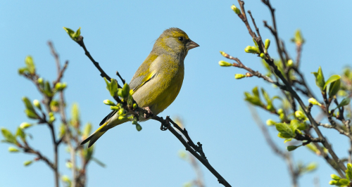 Zvonek zelený  (Chloris chloris) A42I3179ok
