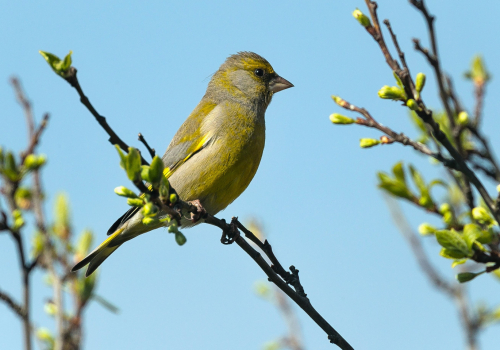 Zvonek zelený  (Chloris chloris) A42I3179ok