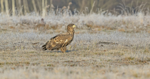 Orel mořský  (Haliaeetus albicilla)  A42I3274ok1