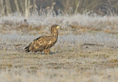 Orel mořský  (Haliaeetus albicilla)  A42I3274ok1