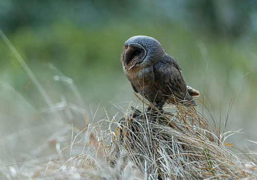 Sova pálená  (Tyto alba)  A42I3333ok