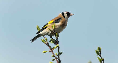 Stehlík obecný  (Carduelis carduelis)  A42I3347ok